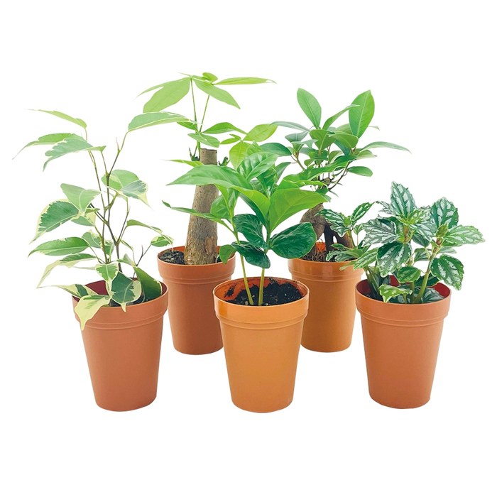 ミニ観葉植物ポットミックス