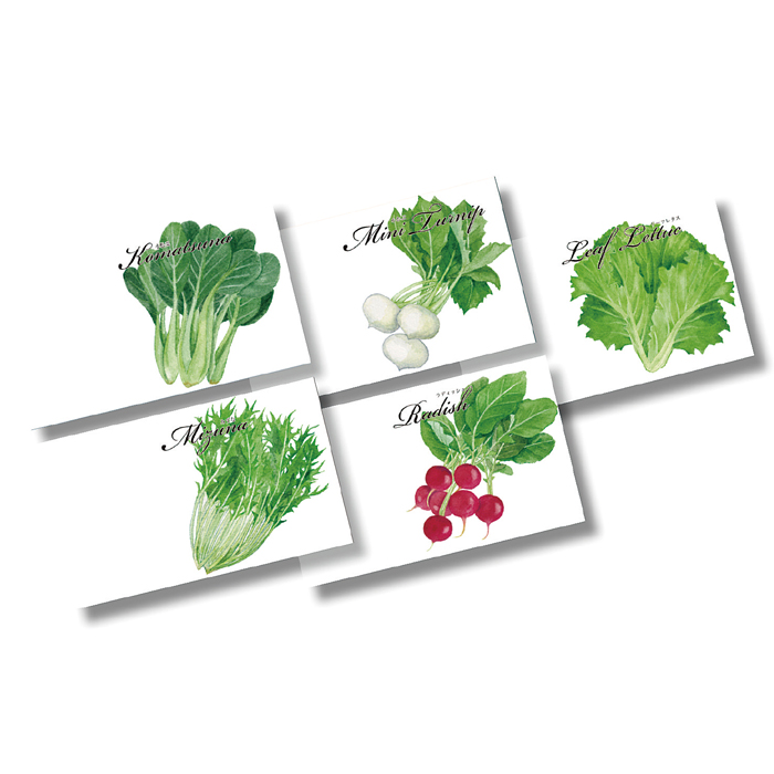 横型イラスト種子 野菜