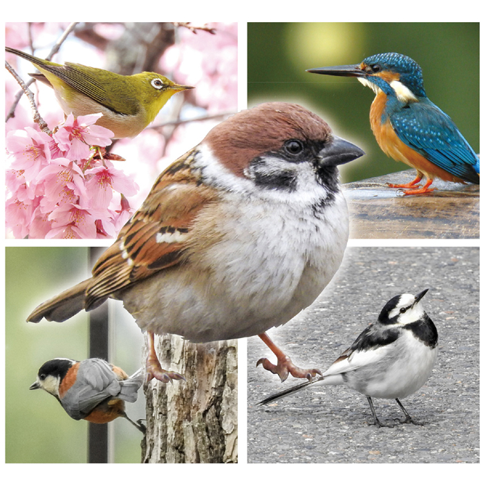 近くで見つかる野鳥トランプ